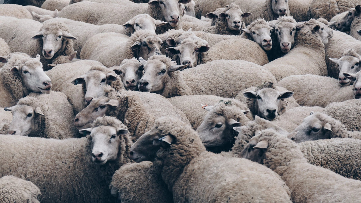 Neuseeländische Lammfelle im Fokus
