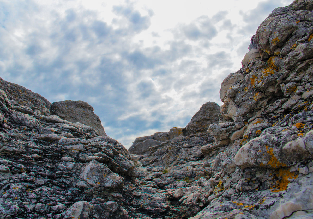 Gotland Lammfell im Fokus