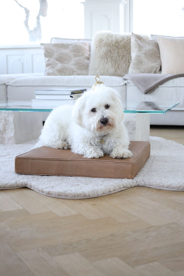 Hund liegt auf Sitzkissen aus Kalbsleder