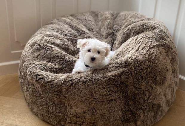 Hund im Fellsitzsack