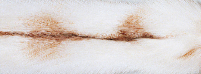 Kaschmirdecke mit Fuchs | Finland | 130x200 cm Decken | Lammfellhaus.at