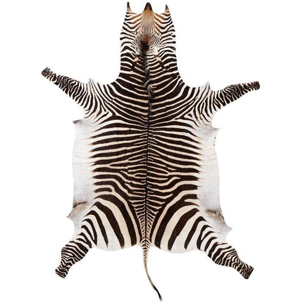 Zebra - Zebrafell | Südafrika